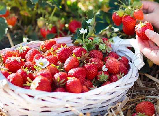 Jak zwiększyć plony truskawek? Obfite owocowanie truskawki