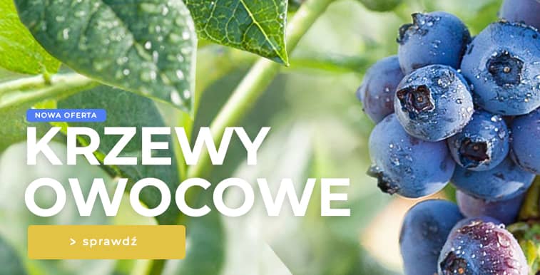 Krzewy owocowe