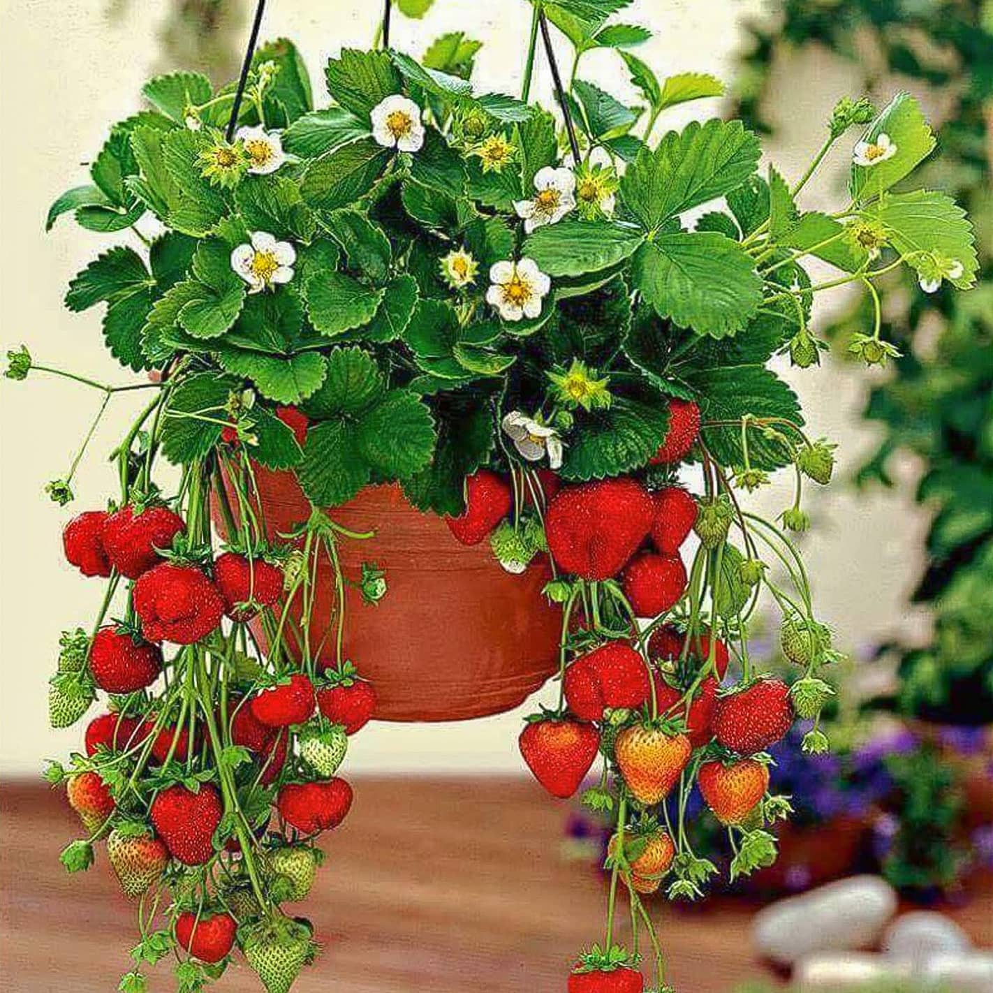 Jak uprawiać truskawki na balkonie? Kiedy sadzić i jak pielęgnować? 