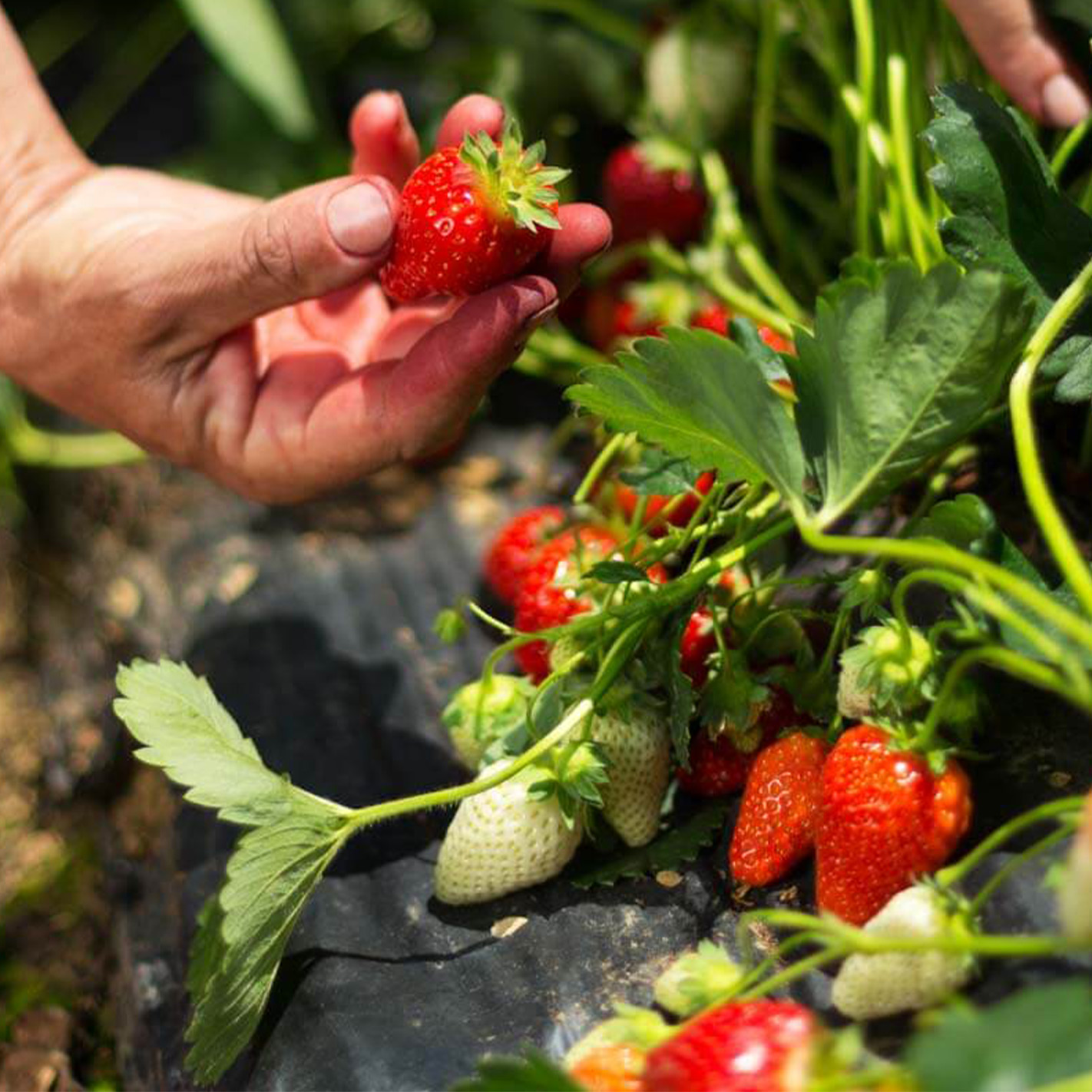 Jak uprawiać truskawki w ogrodzie? Krok po kroku
