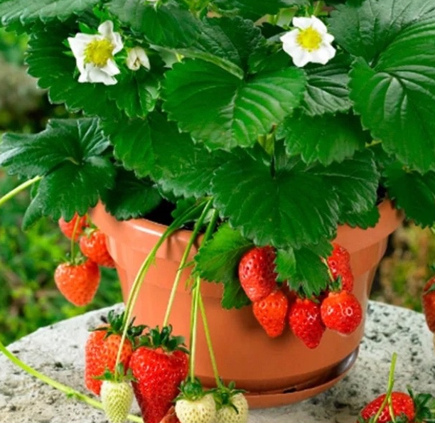 Jakie sadzonki truskawek wybrać? Frigo, doniczkowane czy zielone?