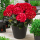 Hortensja ogrodowa Hot Red