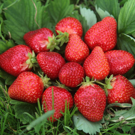 Truskawka Elegance średnio wczesna FRIGO