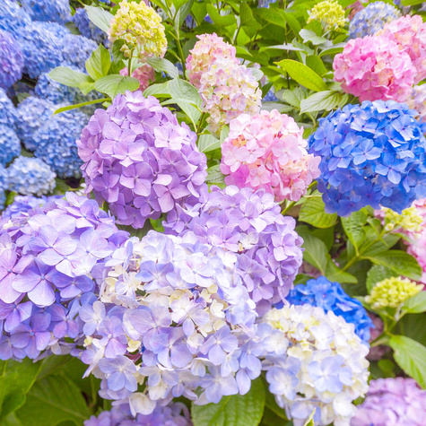 Hortensja ogrodowa Deutschland