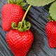 10 szt. Truskawka Monterey pnąca wisząca powtarzająca - FRIGO 