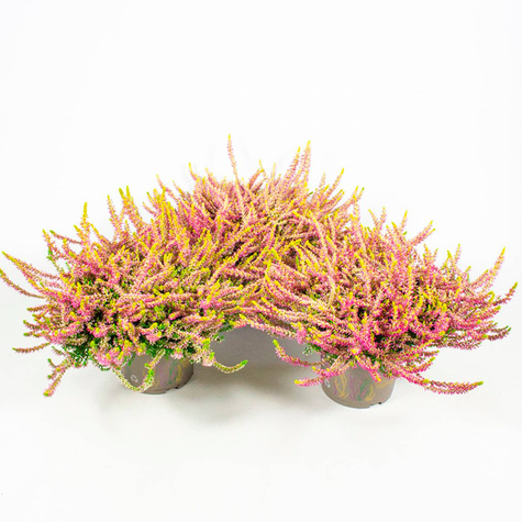 Wrzos Skyline Golden Angie płonacy - sadzonki