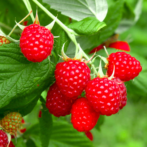 Malina czerwona na balkon Summer Lovers Petite Red w doniczce