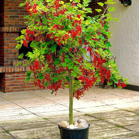 Porzeczka czerwona na pniu w doniczce