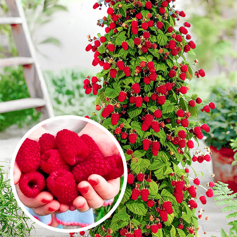 Malinojeżyna Buckingham Tayberry bezkolcowa w doniczce