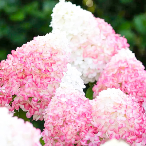 Hortensja bukietowa Pink Rose