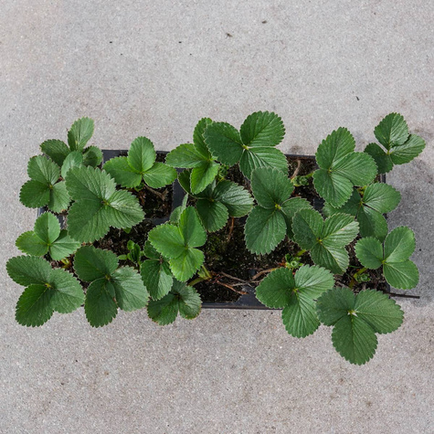 Truskawka Honeoye wczesna Multiplat 10szt