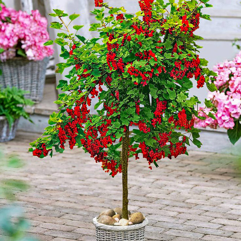 Porzeczka czerwona na pniu w doniczce