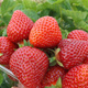 10 szt. Truskawka Hossa - powtarza owocowanie - Sadzonki