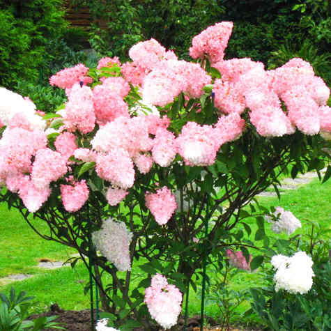 Hortensja bukietowa Vanilla Fraise