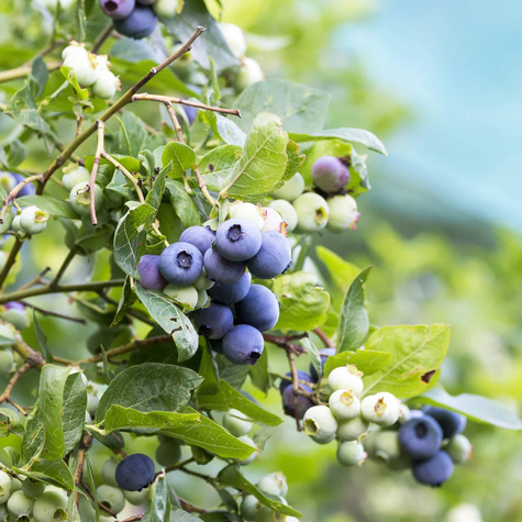 Borówka amerykańska Patriot - wczesna