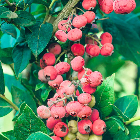 Borówka amerykańska "Pink Lemonade"