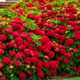 Hortensja ogrodowa Hot Red