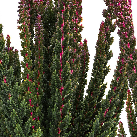 Wrzos Skyline Havanna antracytowy - sadzonki