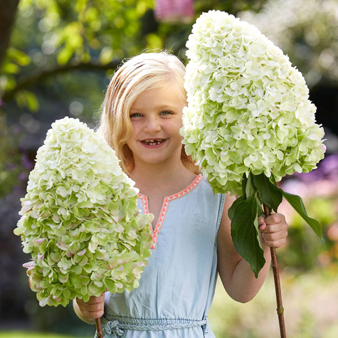 Hortensja bukietowa Limelight
