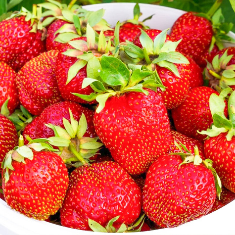 10 szt. Truskawka Dukat - Sadzonki