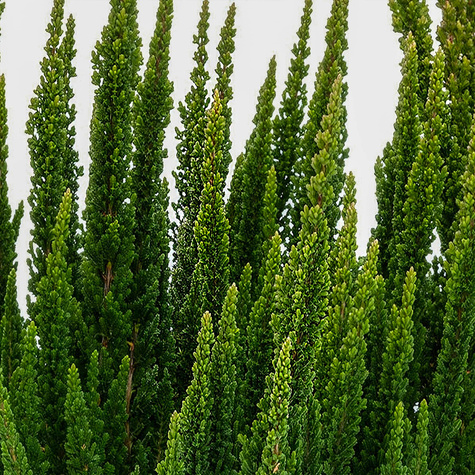 Wrzos Skyline Stockholm zielony - sadzonki
