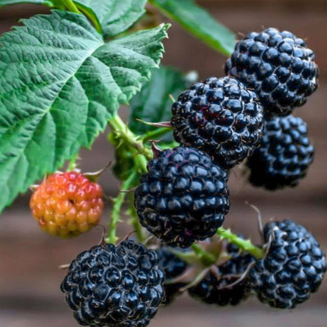 Malina czarna Black Jewel letnia w doniczce