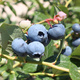 Borówka amerykańska Bluejay średnio wczesna (C2)