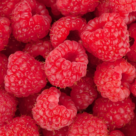 Malina jesienna Polana w doniczce