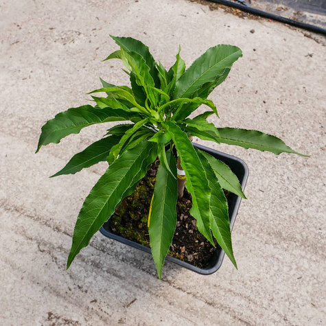 Mini brzoskwinia karłowa karłowe Honey Gold w doniczce