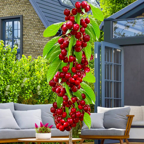 Wiśnia kolumnowa w doniczce