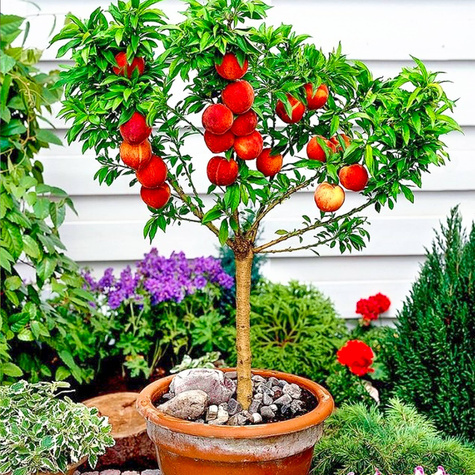 Mini brzoskwinia karłowa Honey Gold w doniczce