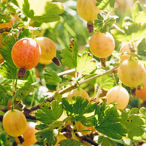 Agrest zielony krzaczasty w doniczce