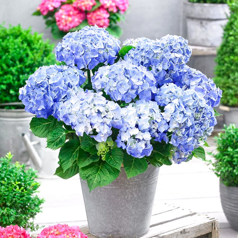 Hortensja ogrodowa Nikko Blue