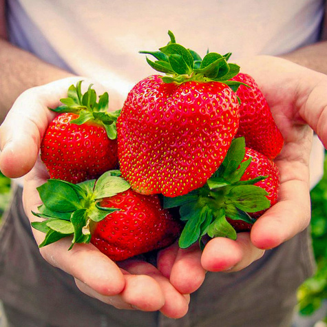 10 szt. Truskawka Elkat, bardzo plenna - Sadzonki