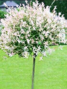 Wierzba na pniu Hakuro Nishiki