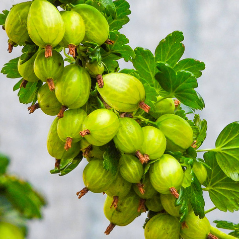 Agrest zielony krzaczasty w doniczce