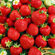 10 szt. Truskawka Senga Sengana najsłodsza odmiana na dżemy, soki, desery - Sadzonki 