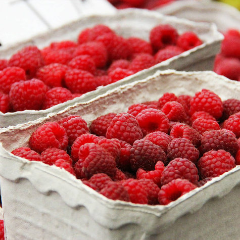 Malina jesienna Polana w doniczce