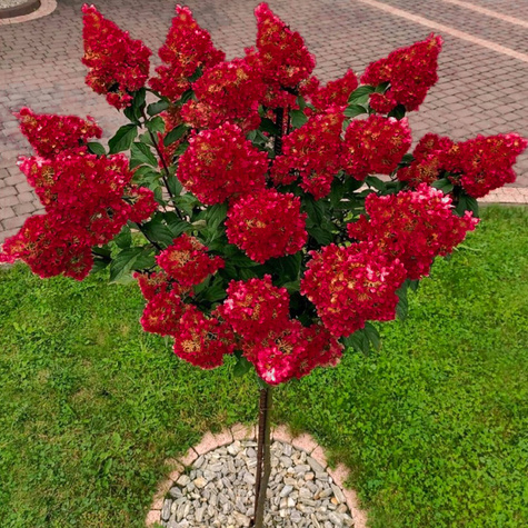 Hortensja bukietowa Diamant Rouge