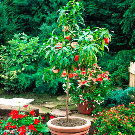 Mini brzoskwinia karłowa Honey Gold w doniczce