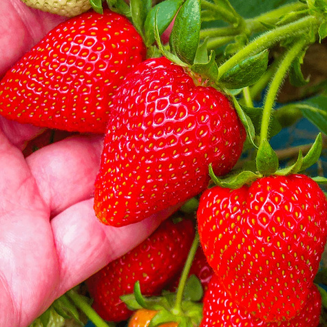 10 szt. Truskawka Dukat - Sadzonki