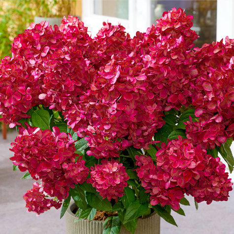 Hortensja bukietowa Fraise Melba