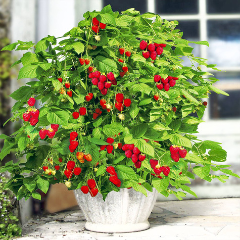Malina czerwona na balkon Summer Lovers Petite Red w doniczce