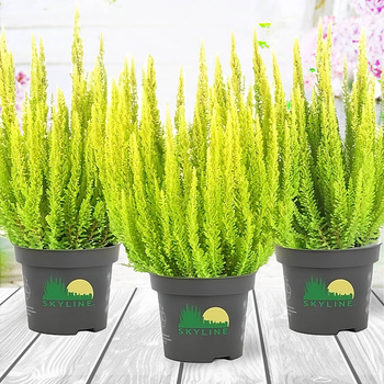 Wrzos Skyline Agneta żółty - sadzonki