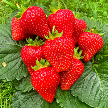 10 szt. Truskawka Hossa - powtarza owocowanie - Sadzonki