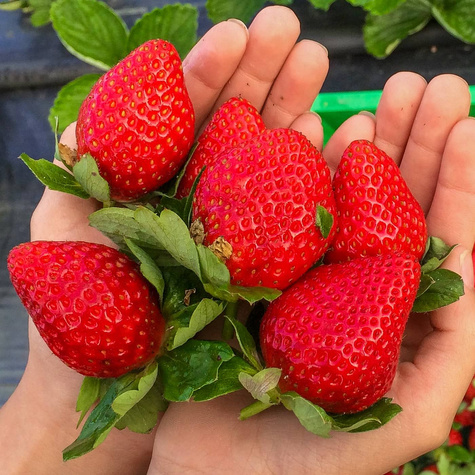 10 szt. Truskawka Elkat, bardzo plenna - Sadzonki