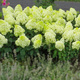 Hortensja bukietowa Limelight