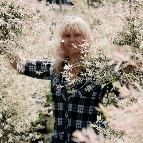 Wierzba na pniu Hakuro Nishiki