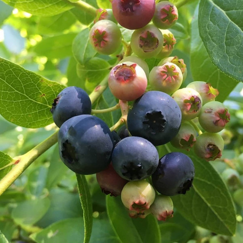 Borówka amerykańska Elizabeth średnio wczesna (C2)