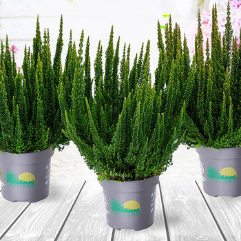 Wrzos Skyline Stockholm zielony - sadzonki